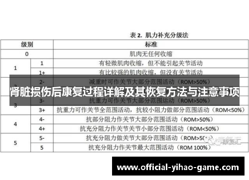 肾脏损伤后康复过程详解及其恢复方法与注意事项